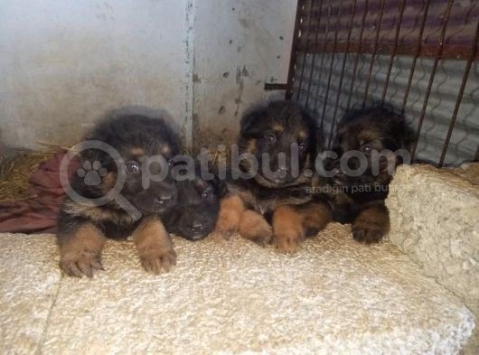 Alman Kurdu A Kali̇te görsel