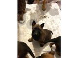 Malinois Belçika Yavrularımız