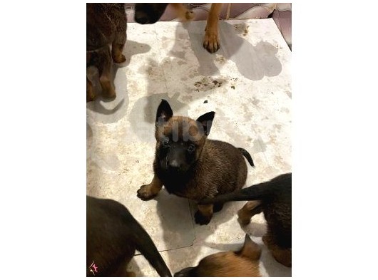 Malinois Belçika Yavrularımız görsel