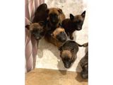 Malinois Belçika Yavrularımız