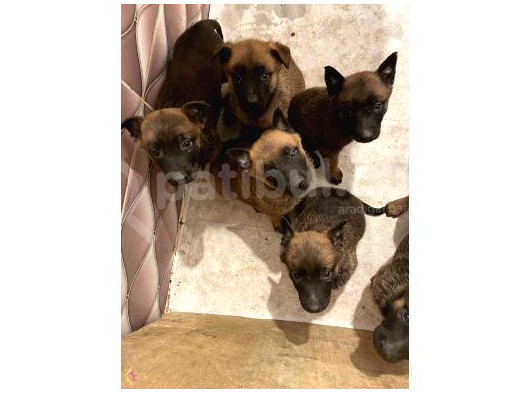 Malinois Belçika yavrularımız