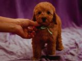MUTLULUK KAYNAĞI RED BROWN TOY POODLE BEBEKLER