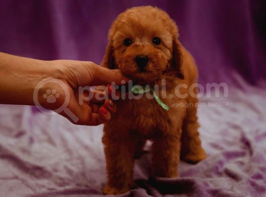 Mutluluk Kaynaği Red Brown Toy Poodle Bebekler