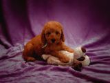 Mutluluk Kaynaği Red Brown Toy Poodle Bebekler