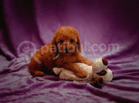 Mutluluk Kaynaği Red Brown Toy Poodle Bebekler görsel