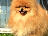 Boss Teddy Bear Pomerani̇an Boo