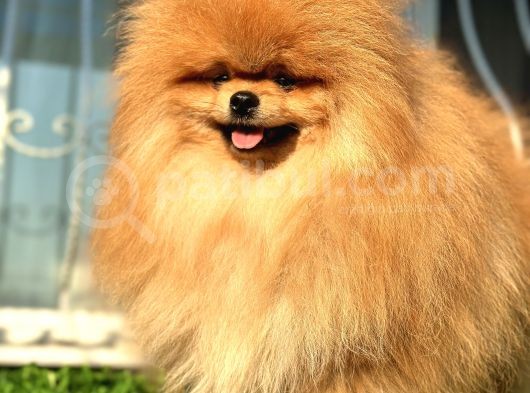 Boss Teddy Bear Pomerani̇an Boo görsel