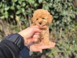 Xxs Toy Poodle Yavrular