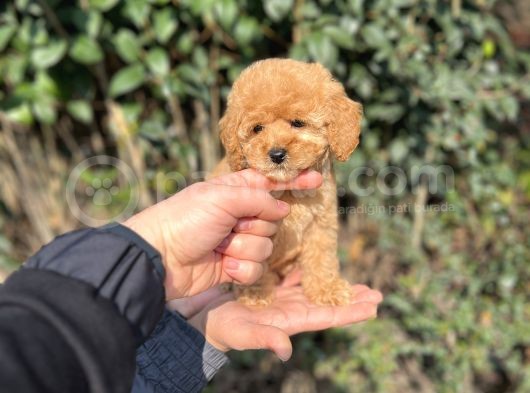 Xxs Toy Poodle Yavrular görsel