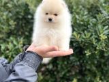 En İyi̇ Görsel Teddy Bear