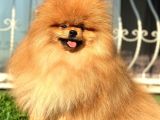 Boss Teddy Bear Pomerani̇an Boo