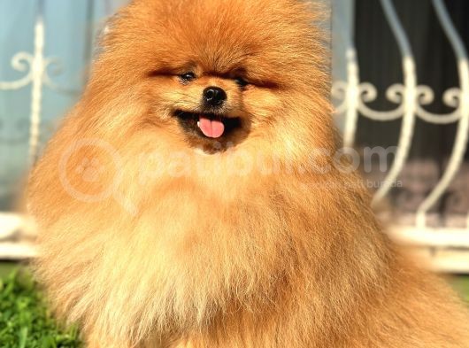 Boss Teddy Bear Pomerani̇an Boo görsel