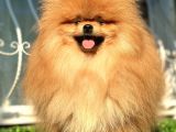 Boss Teddy Bear Pomerani̇an Boo