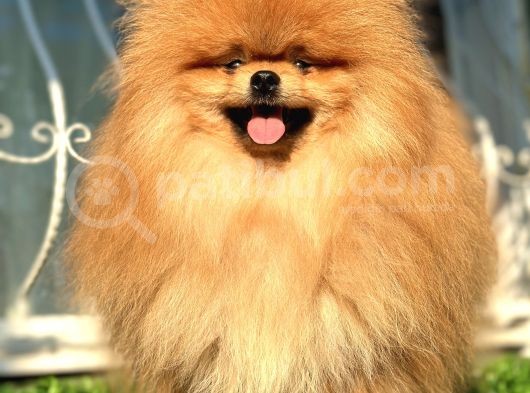 Boss Teddy Bear Pomerani̇an Boo görsel