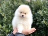 EN İYİ GÖRSEL TEDDY BEAR
