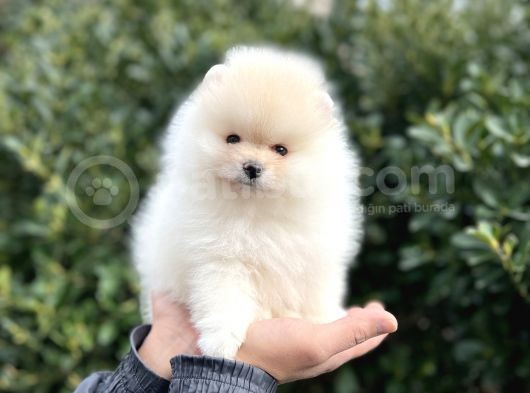 En İyi̇ Görsel Teddy Bear