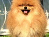 Boss Teddy Bear Pomerani̇an Boo