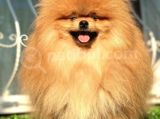 Boss Teddy Bear Pomerani̇an Boo görsel