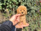XXS tOY POODLE YAVRULAR