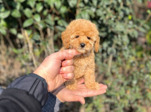 Xxs Toy Poodle Yavrular