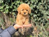 Xxs Toy Poodle Yavrular