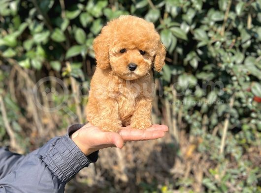 Xxs Toy Poodle Yavrular görsel