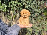 Xxs Toy Poodle Yavrular