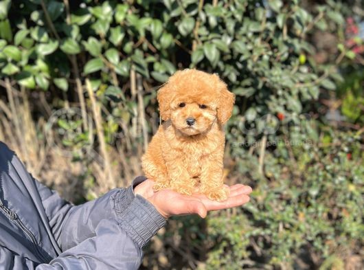 Xxs Toy Poodle Yavrular görsel