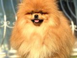 BOSS TEDDY BEAR POMERANİAN BOO