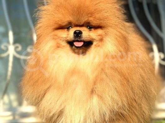 Boss Teddy Bear Pomerani̇an Boo