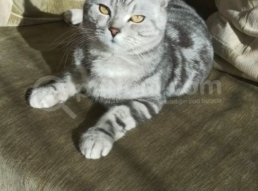 Dünya Tatlısı Birtish Short Hair Yeni Sahibini Arıyor