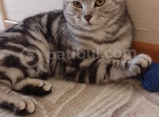 Dünya Tatlısı Birtish Short Hair Yeni Sahibini Arıyor görsel