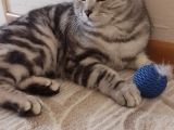 Dünya Tatlısı Birtish Short Hair Yeni Sahibini Arıyor