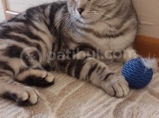 Dünya Tatlısı Birtish Short Hair Yeni Sahibini Arıyor görsel