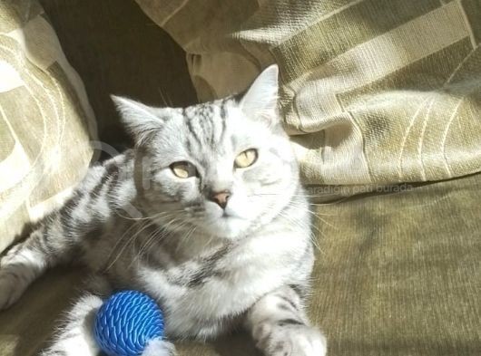 Dünya Tatlısı Birtish Short Hair Yeni Sahibini Arıyor görsel