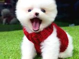 Safkan Ve Uyguna Pomeranian Boo Yavrumuz