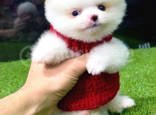 Safkan Ve Uyguna Pomeranian Boo Yavrumuz görsel