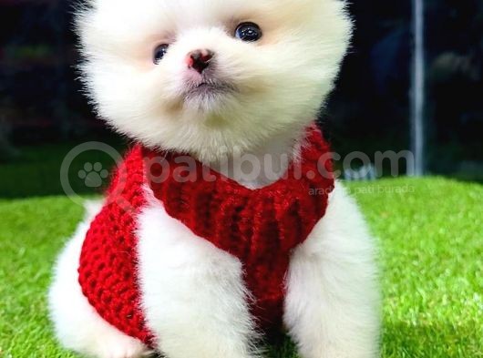 Safkan Ve Uyguna Pomeranian Boo Yavrumuz