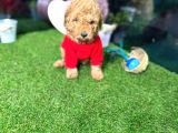 Belgeli,Safkan Toy Poodle Yavrumuz