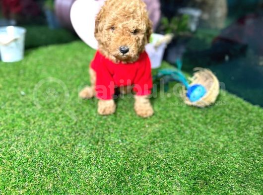Belgeli,Safkan Toy Poodle Yavrumuz görsel
