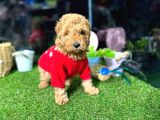 Belgeli,Safkan Toy Poodle Yavrumuz