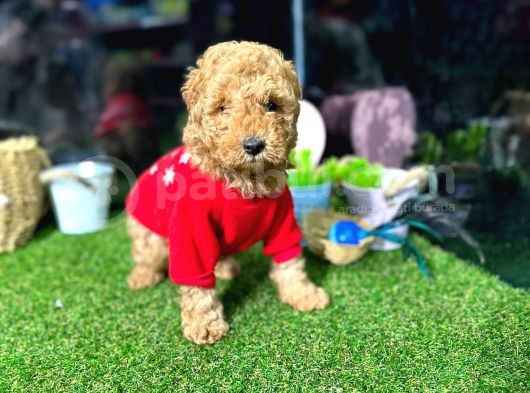 Belgeli,Safkan Toy Poodle Yavrumuz görsel