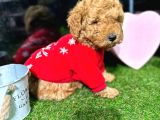 Belgeli,Safkan TOY POODLE yavrumuz
