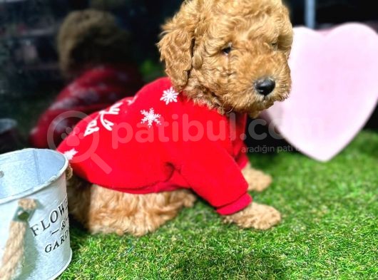 Belgeli,Safkan Toy Poodle Yavrumuz