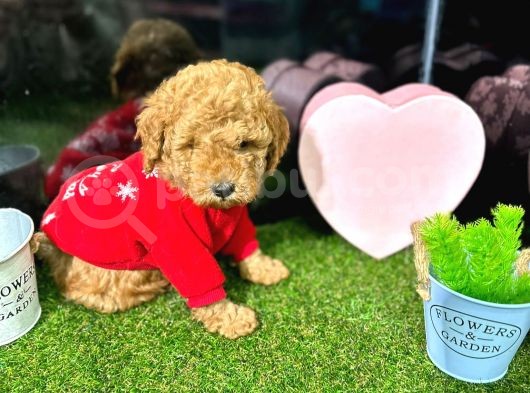 Belgeli,Safkan Toy Poodle Yavrumuz görsel