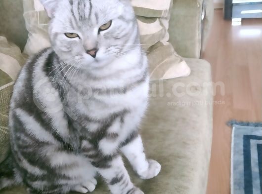 Dünya Tatlısı Birtish Short Hair Yeni Sahibini Arıyor görsel