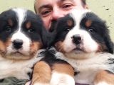 Bernese Mountai̇n Dog Yavrulari̇