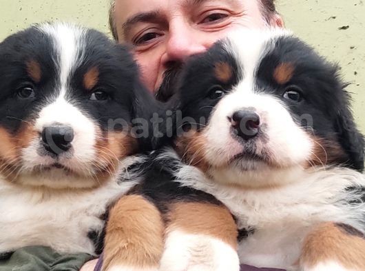 Bernese Mountai̇n Dog Yavrulari̇ görsel