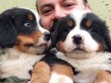 Bernese Mountai̇n Dog Yavrulari̇