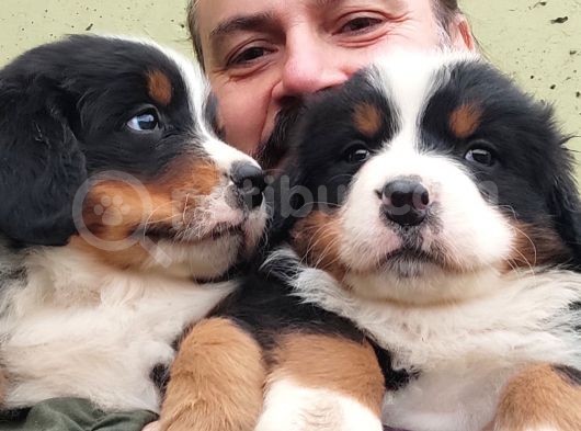 Bernese Mountai̇n Dog Yavrulari̇ görsel